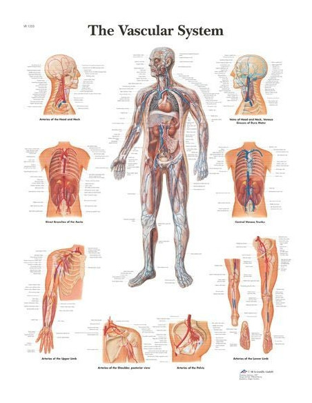 Krvožilni sustav (1353)