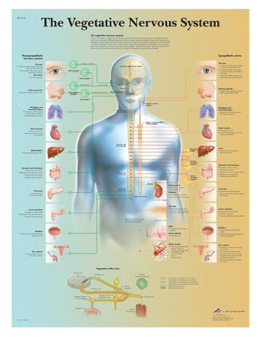 Vegetativni živ. sustav (1610)