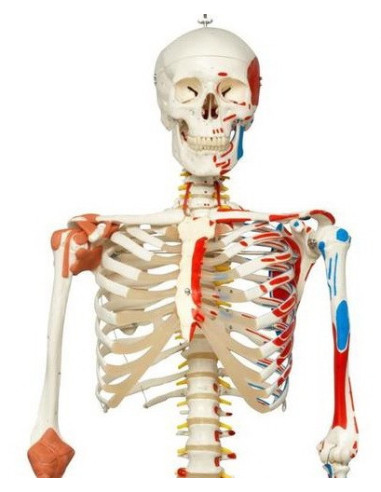 Kostur fleksibilan deluxe 2