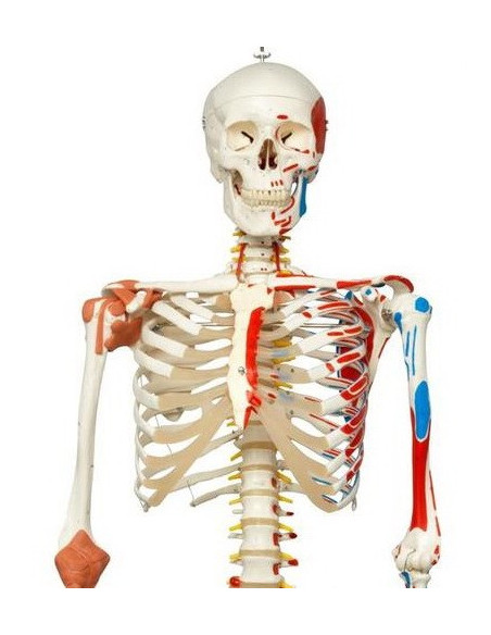 Kostur fleksibilan deluxe 2