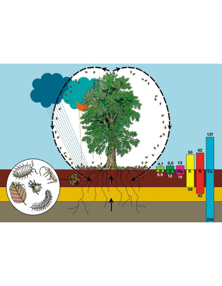 Ciklus meterije u šumi