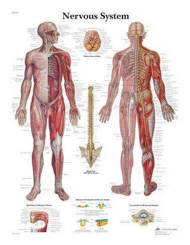 Živčani sustav (1620)