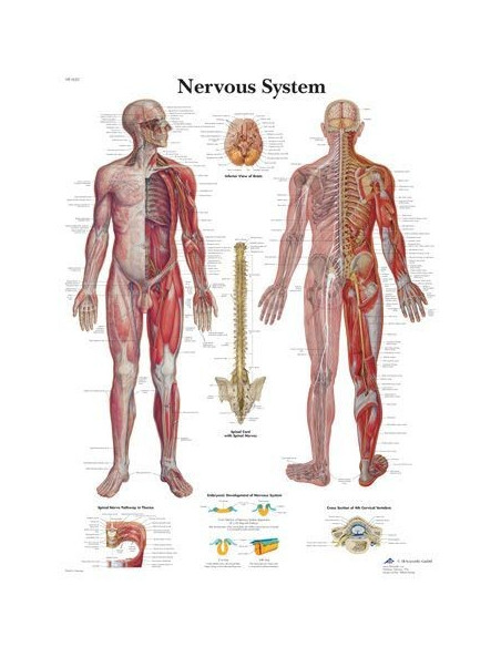Živčani sustav (1620)