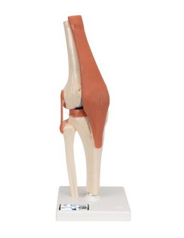 Zglob koljena, funkcionalni s ligamentima i hrskavicom