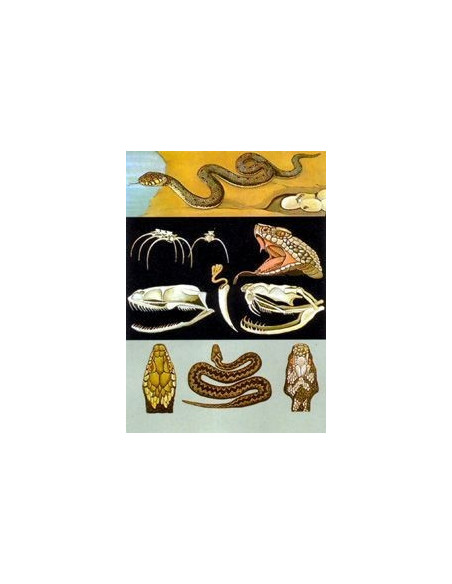 Bjelouška/otrovnica