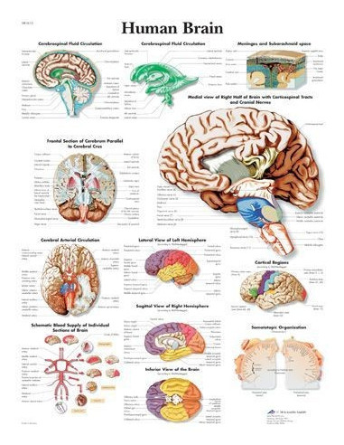 Ljudski mozak (1615)