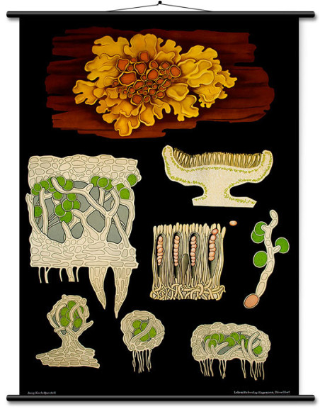 Lišaj