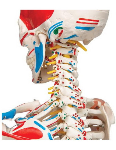 Kostur sa mišićima i ligamentima