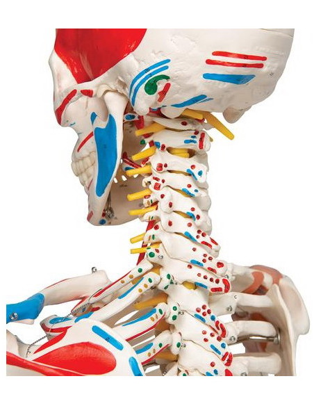 Kostur sa mišićima i ligamentima