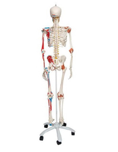 Kostur sa mišićima i ligamentima