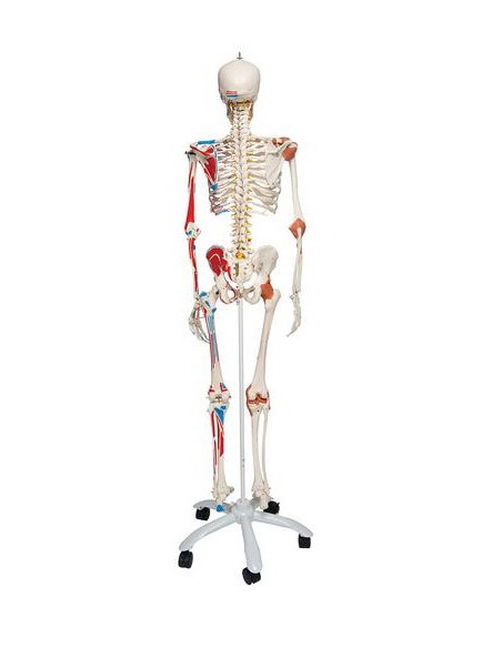 Kostur sa mišićima i ligamentima