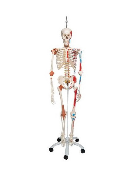 Kostur fleksibilan deluxe 2