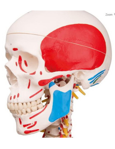 Kostur fleksibilan deluxe 2