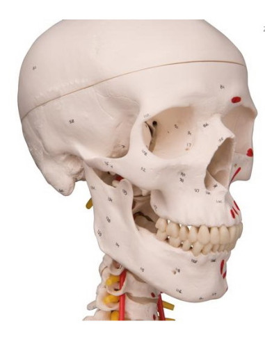 Kostur fleksibilan deluxe 2