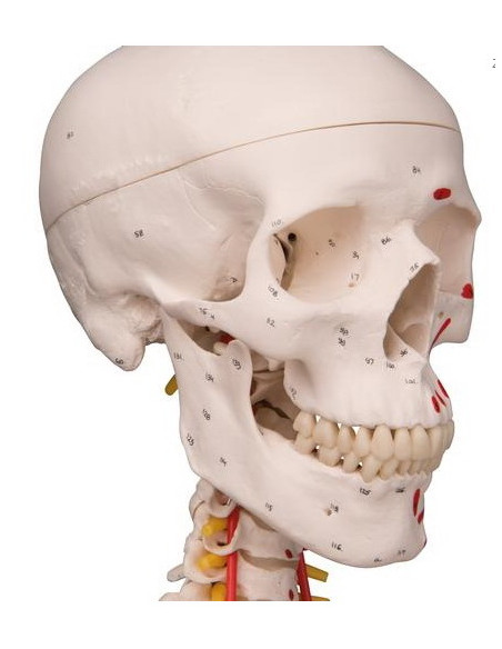 Kostur fleksibilan deluxe 2