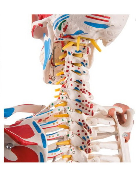 Kostur fleksibilan deluxe 2