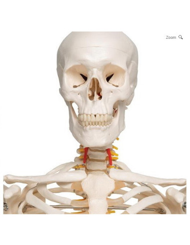 Kostur fleksibilne kralježnice