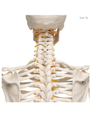 Kostur fleksibilne kralježnice