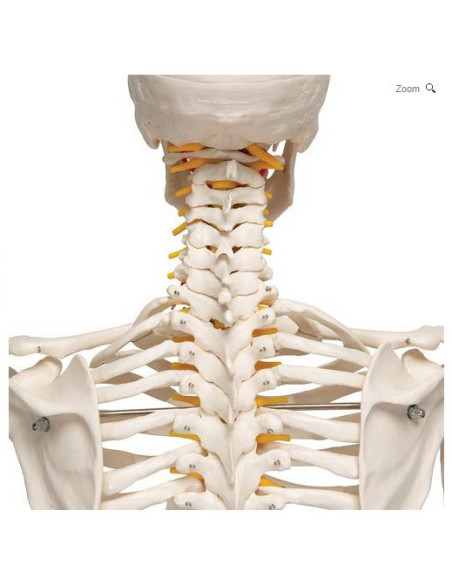 Kostur fleksibilne kralježnice