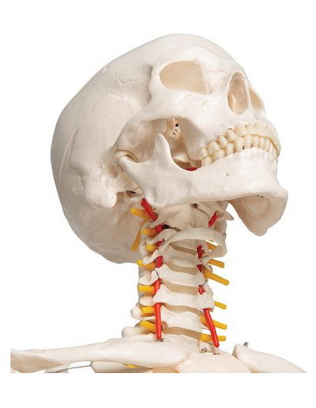 Kostur fleksibilne kralježnice