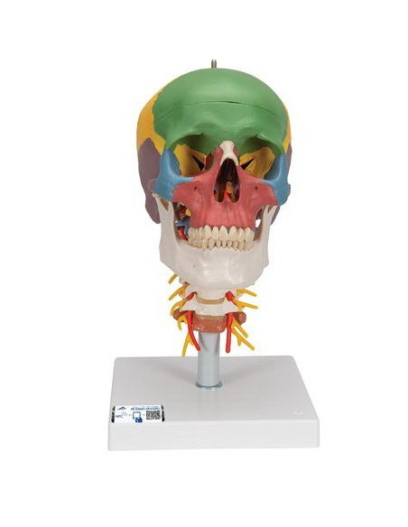 Lubanja didaktička 4 dijela