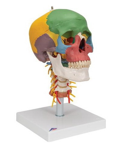 Lubanja didaktička 4 dijela