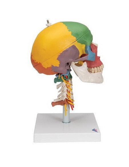 Lubanja didaktička 4 dijela