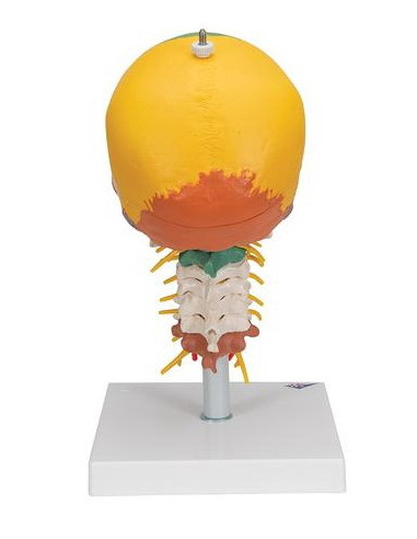 Lubanja didaktička 4 dijela