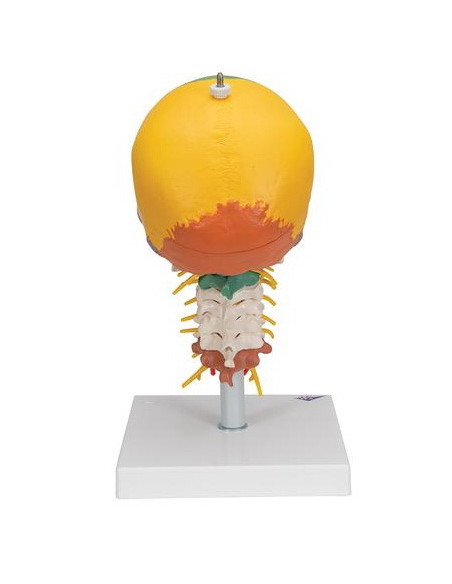 Lubanja didaktička 4 dijela