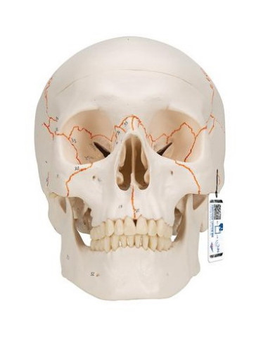 Lubanja numerirana, 3 dijela
