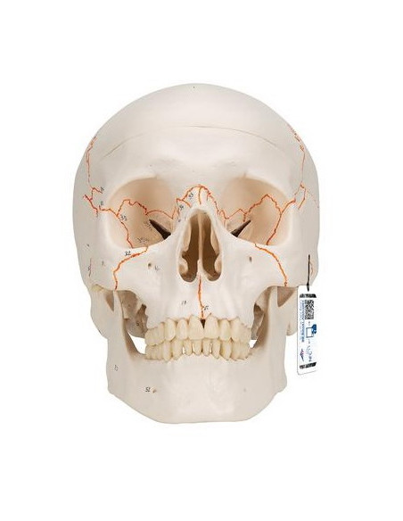 Lubanja numerirana, 3 dijela