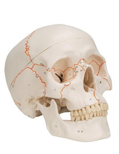 Lubanja numerirana, 3 dijela