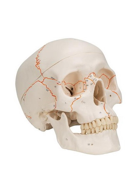 Lubanja numerirana, 3 dijela