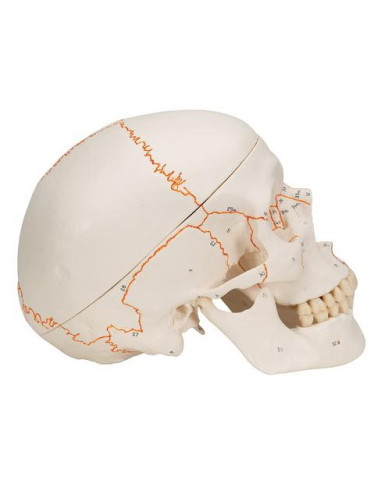 Lubanja numerirana, 3 dijela