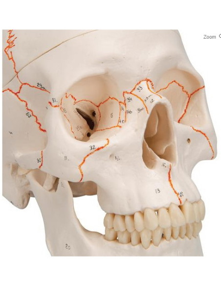 Lubanja numerirana, 3 dijela