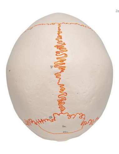 Lubanja numerirana, 3 dijela