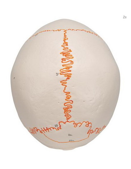 Lubanja numerirana, 3 dijela