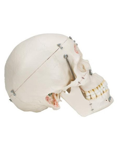 Lubanja deluxe 10 dijelova