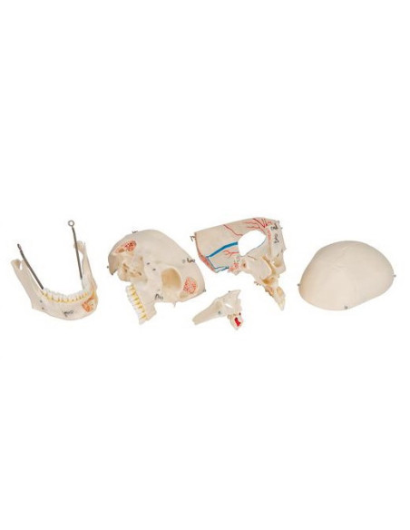 Lubanja deluxe 10 dijelova