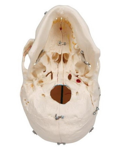 Lubanja deluxe 10 dijelova