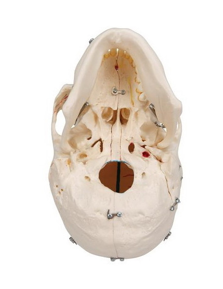 Lubanja deluxe 10 dijelova