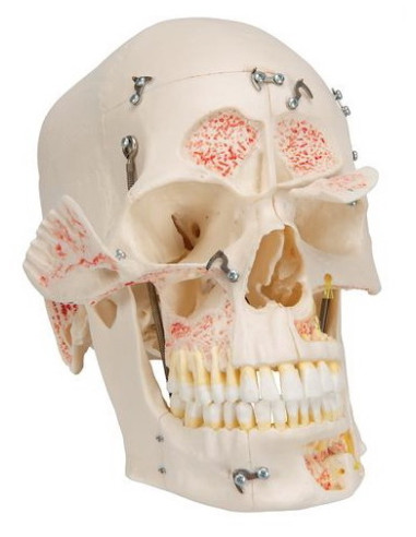 Lubanja deluxe 10 dijelova