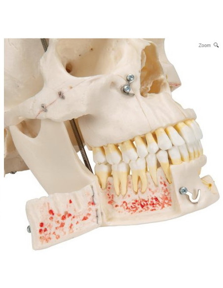 Lubanja deluxe 10 dijelova