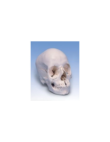 Lubanja anatomska 22 dijela