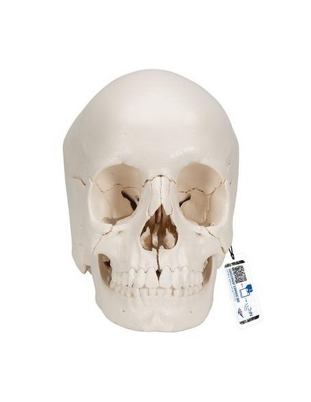 Lubanja anatomska 22 dijela