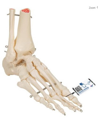 Kosti stopala i gležnja