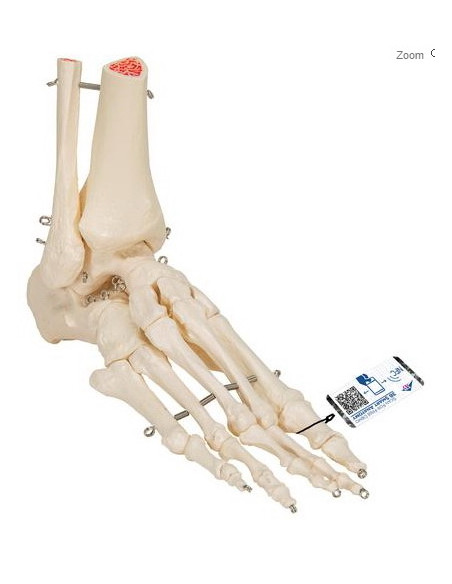 Kosti stopala i gležnja