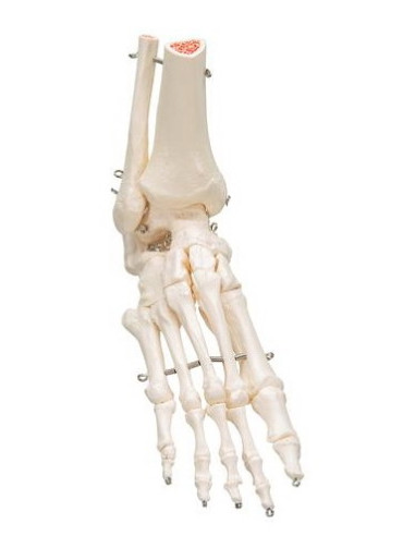 Kosti stopala i gležnja