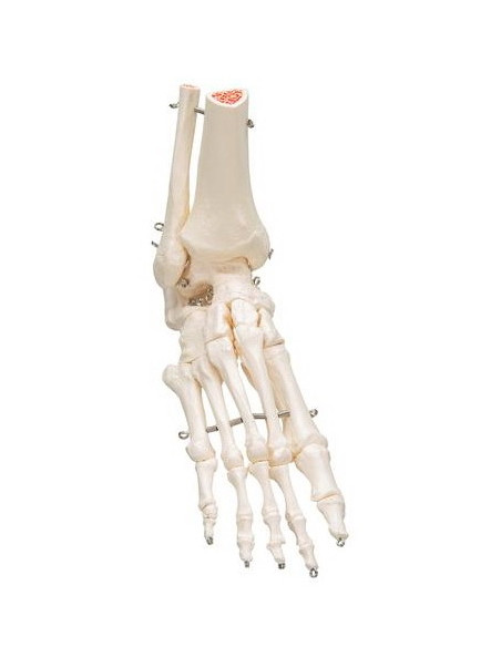 Kosti stopala i gležnja