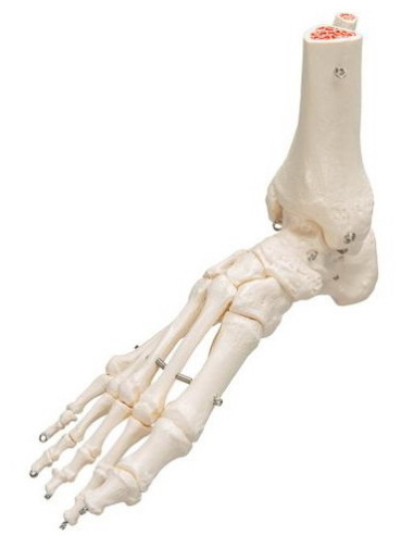 Kosti stopala i gležnja